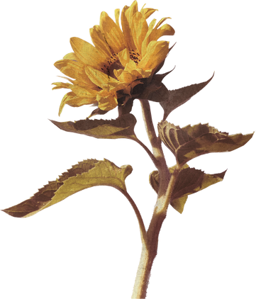 Vintage sunflower