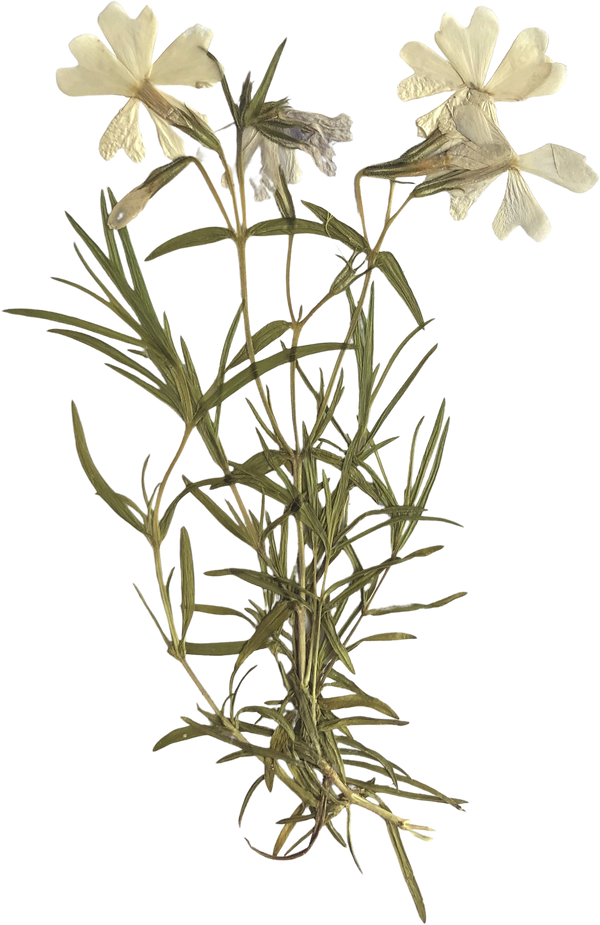 Hand pressed flower