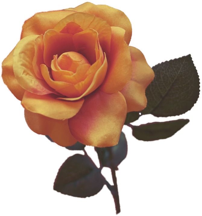 Vintage Yellow Rose