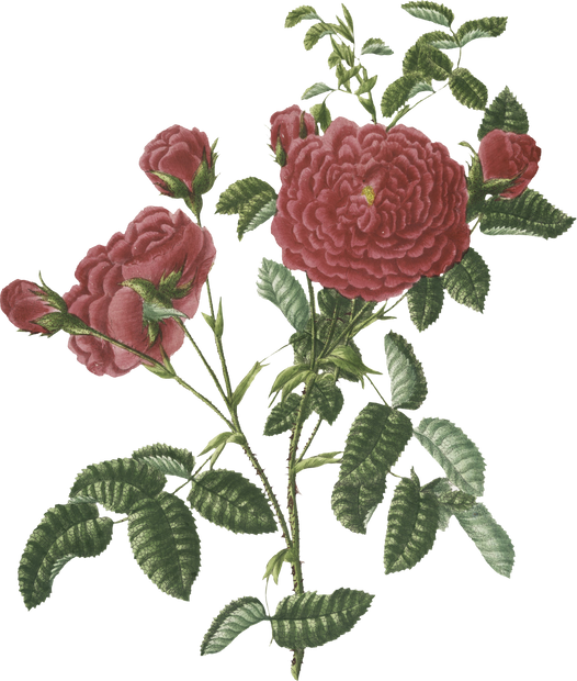 Floral Plant Illustration
